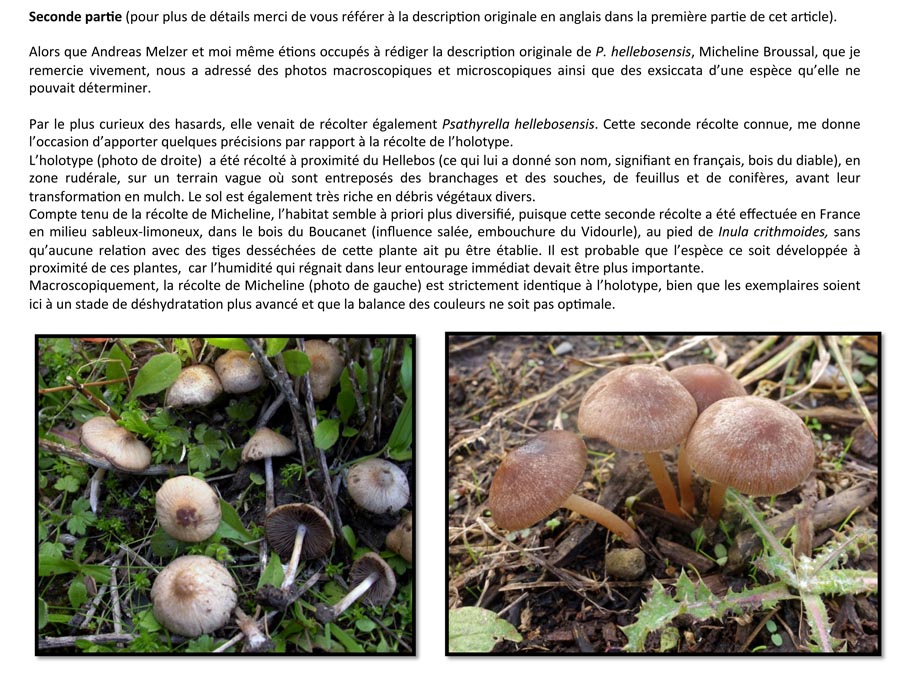 Psathyrella hellebosensis (D. Deschuyteneer)