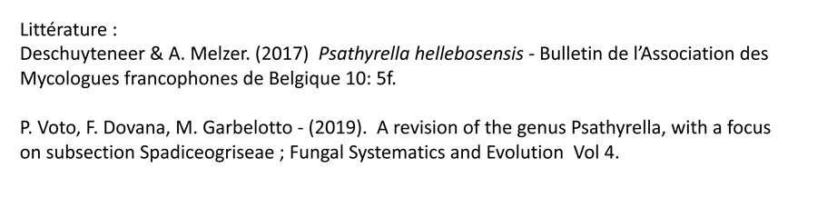 Psathyrella hellebosensis