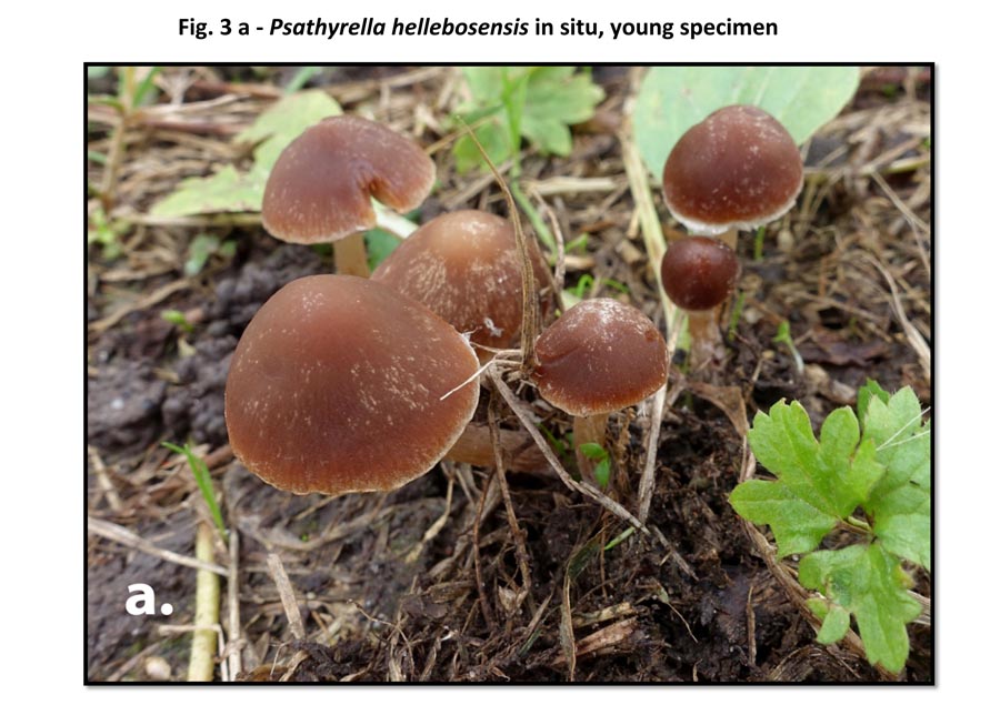 Psathyrella hellebosensis (D. Deschuyteneer)