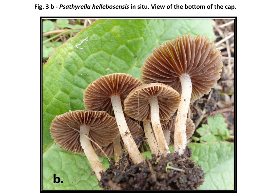 Psathyrella hellebosensis (D. Deschuyteneer)