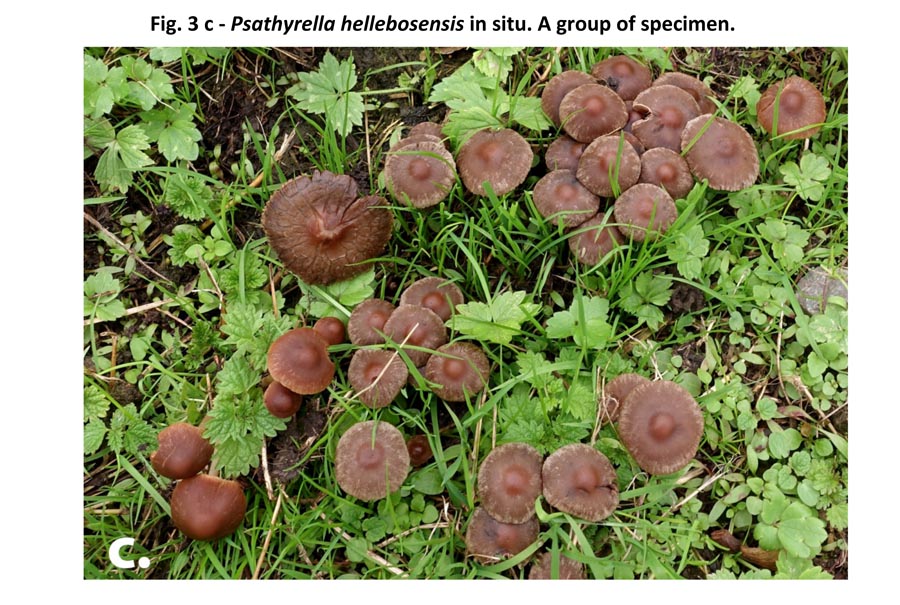 Psathyrella hellebosensis (D. Deschuyteneer)