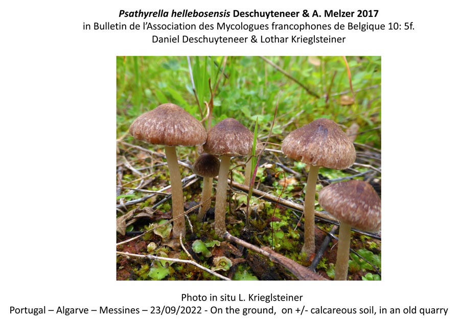 Psathyrella hellebosensis