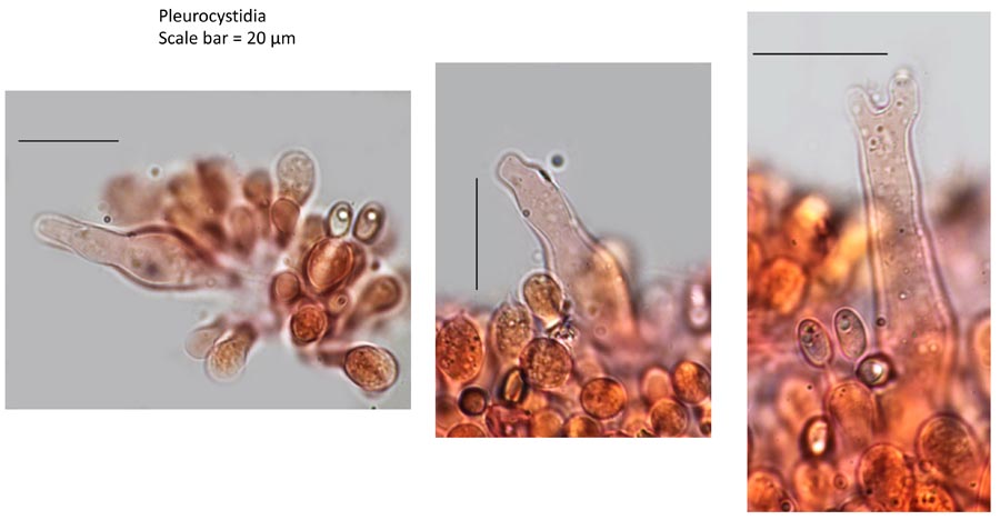 Psathyrella hellebosensis