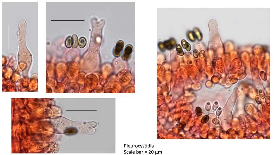 Psathyrella hellebosensis