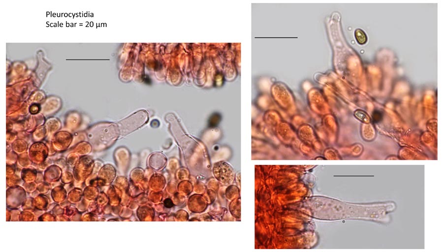 Psathyrella hellebosensis