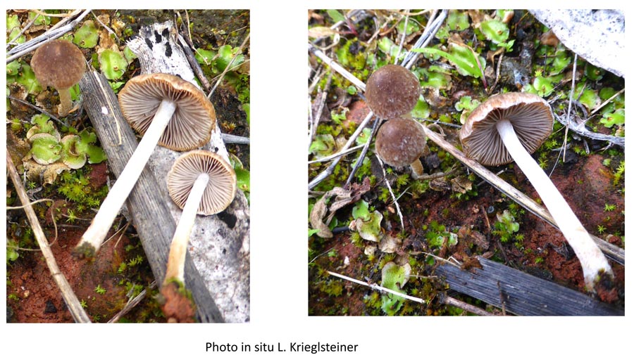 Psathyrella hellebosensis