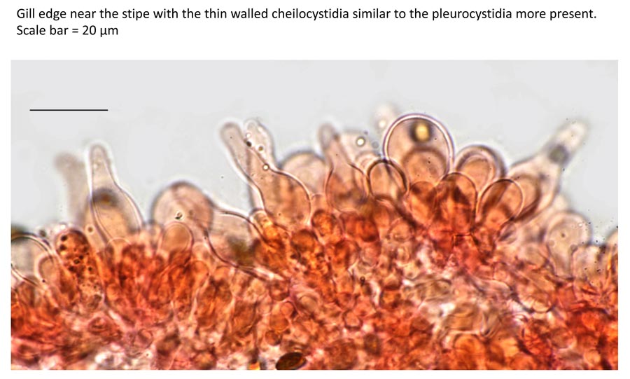 Psathyrella hellebosensis