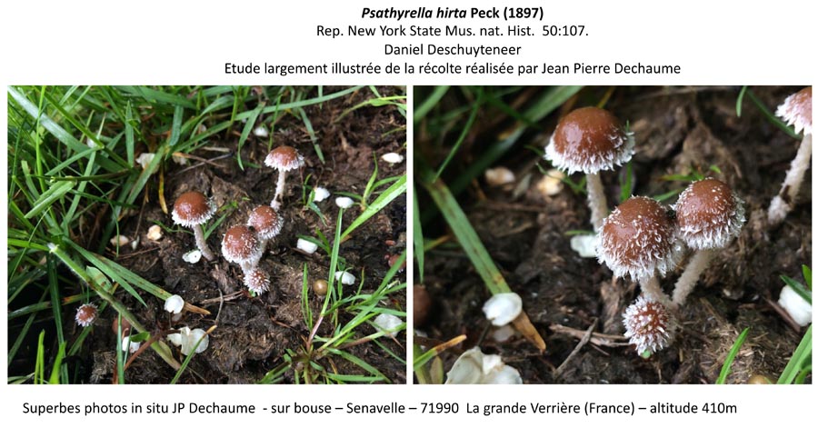 Psathyrella hirta