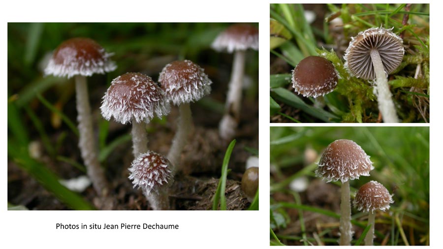 Psathyrella hirta