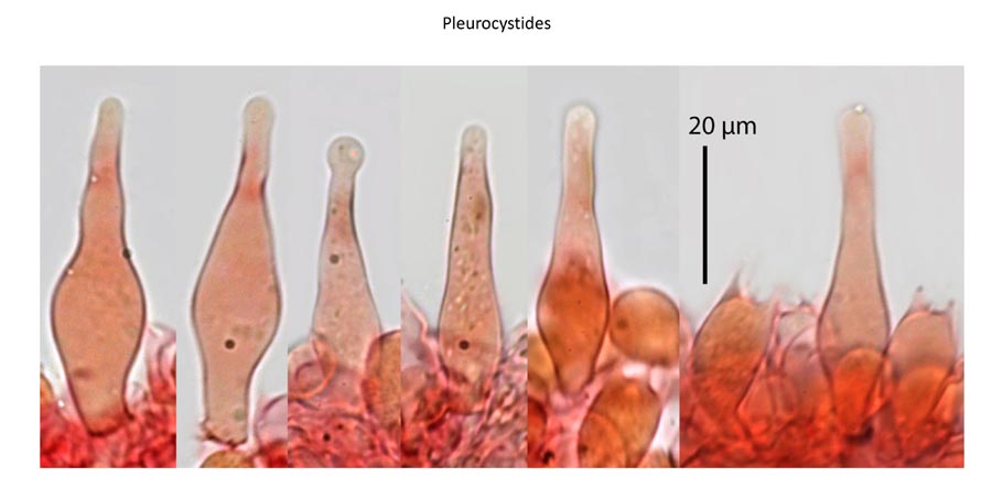 Psathyrella hirta