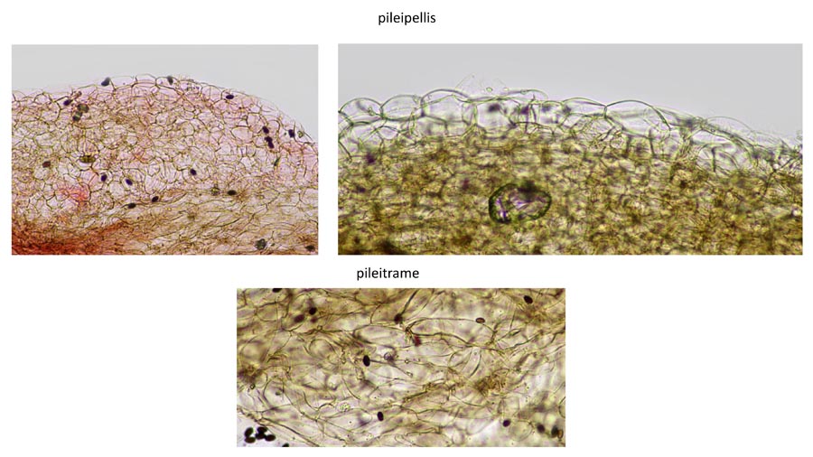 Psathyrella hirta