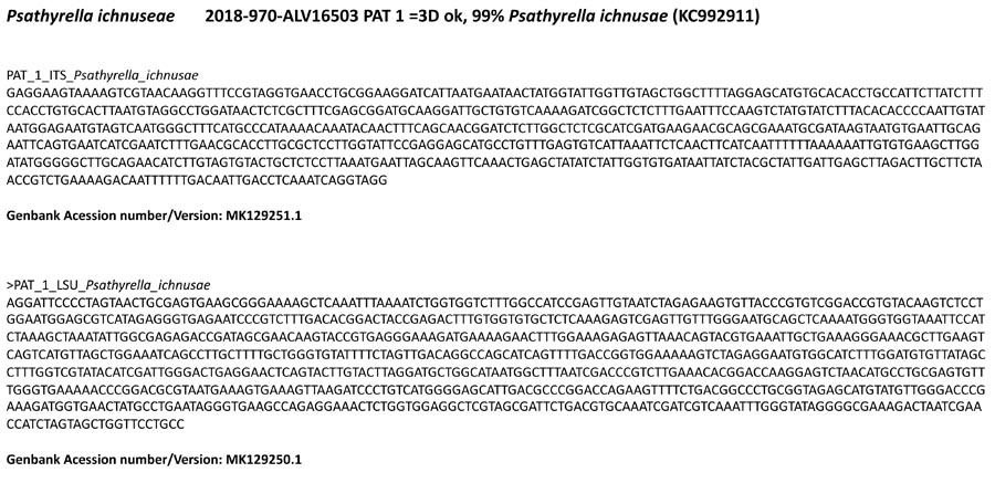 Psathyrella ichnusae