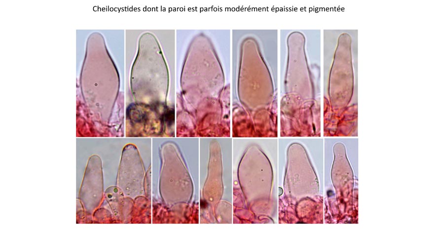 Psathyrella ichnusae