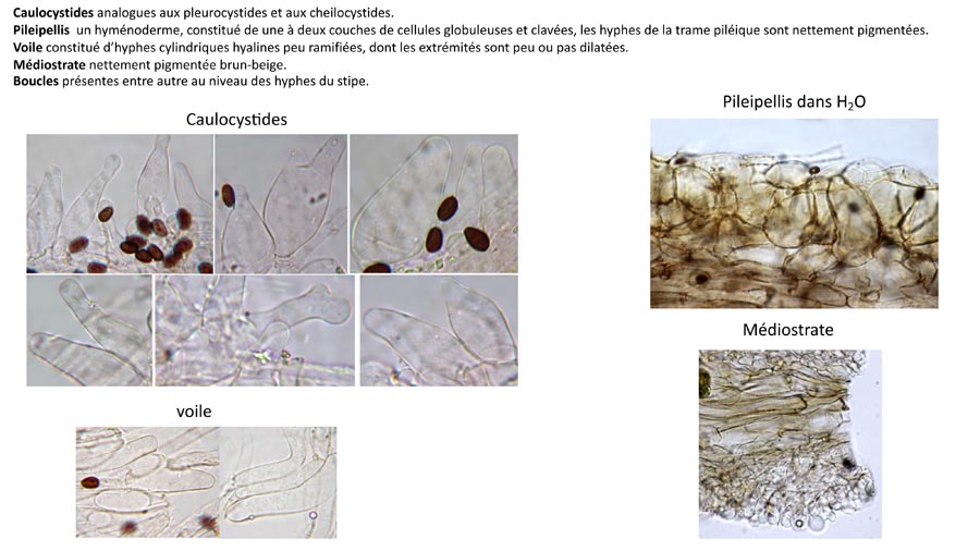 Psathyrella ichnusae