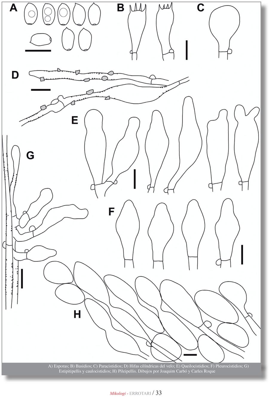 Psathyrella ichnusae