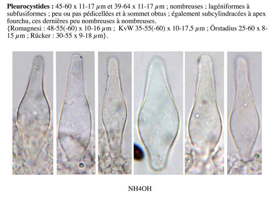 Psathyrella impexa