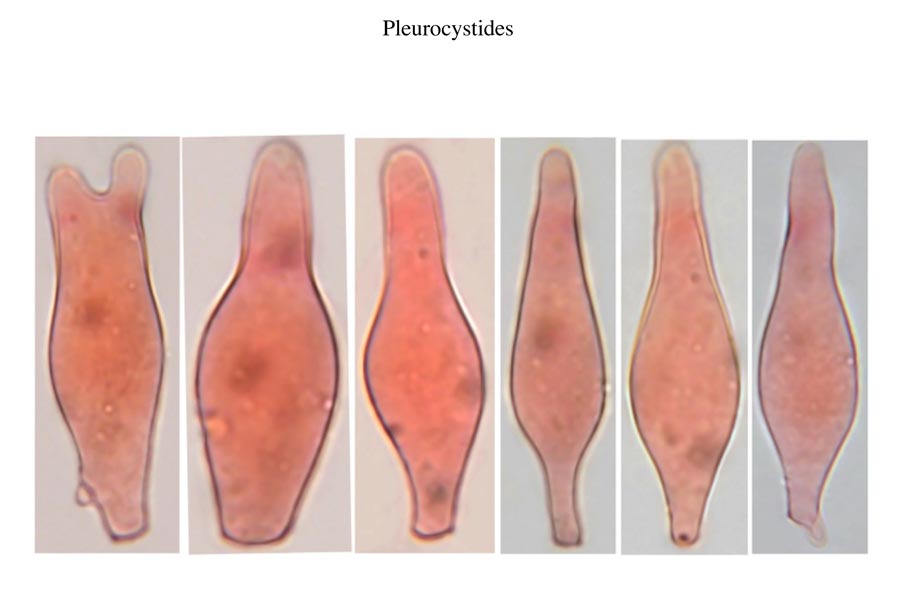 Psathyrella impexa