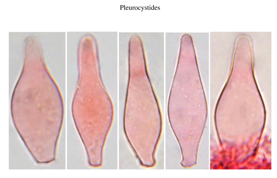 Psathyrella impexa