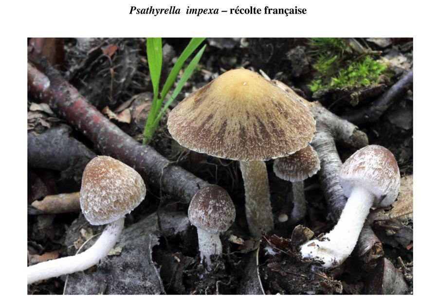 Psathyrella impexa