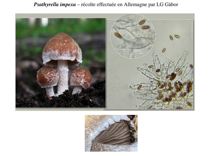 Psathyrella impexa