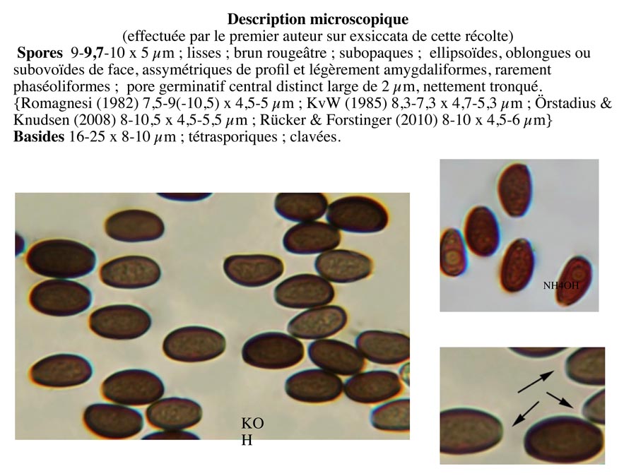 Psathyrella impexa