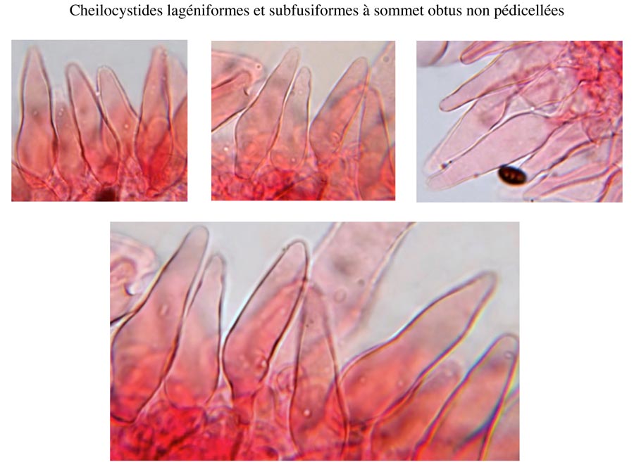 Psathyrella impexa