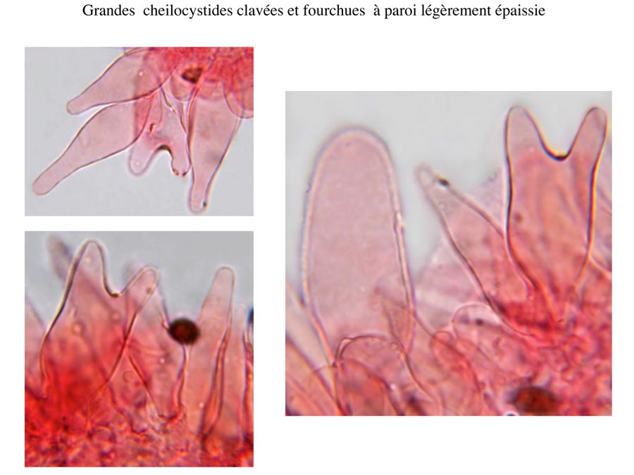 Psathyrella impexa