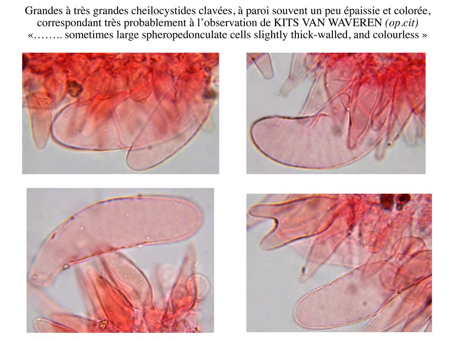 Psathyrella impexa