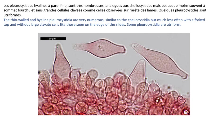 Psathyrella impexa