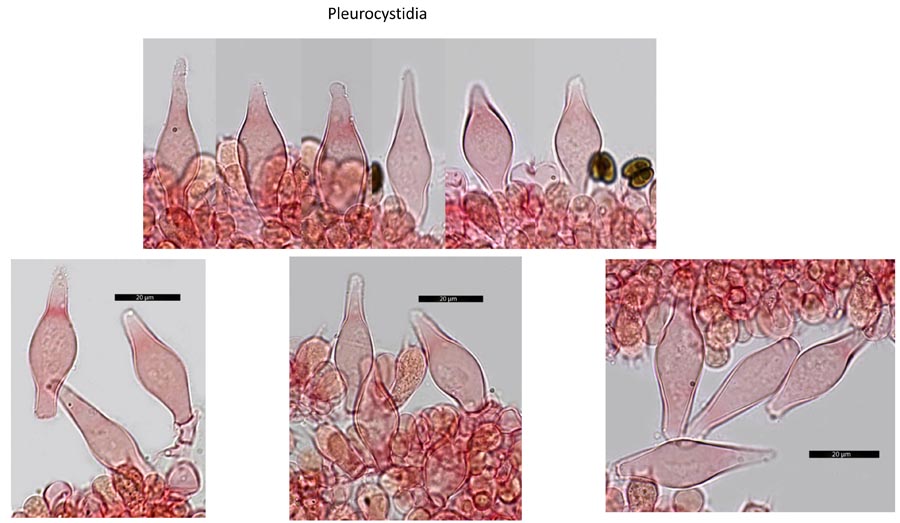 Psathyrella impexa