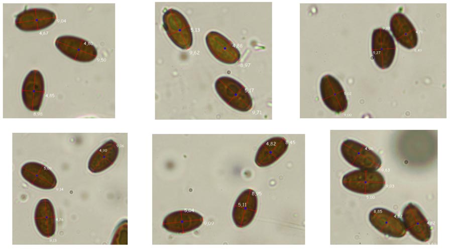 Psathyrella impexa