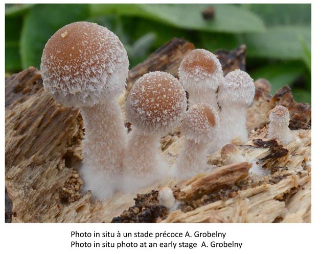 Psathyrella impexa