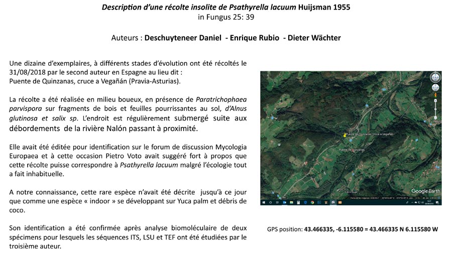 Psathyrella lacuum