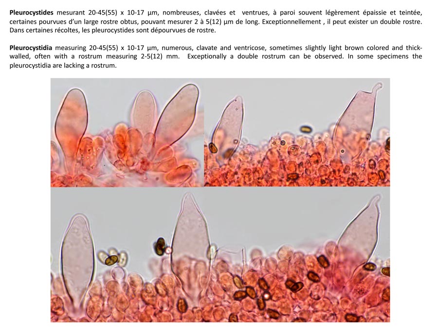 Psathyrella laevissima