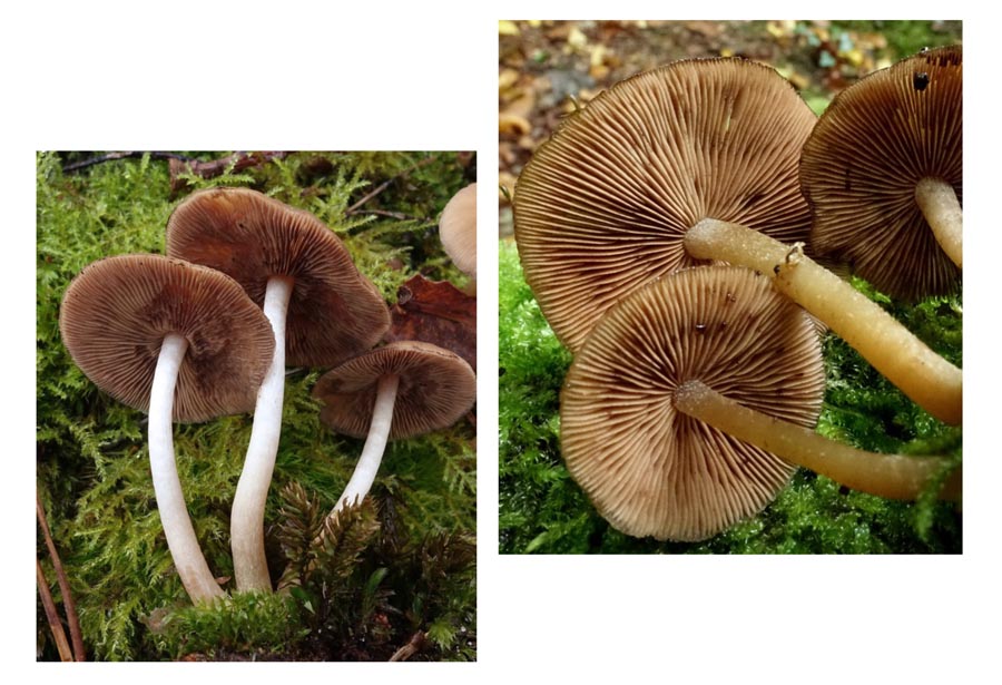 Psathyrella laevissima