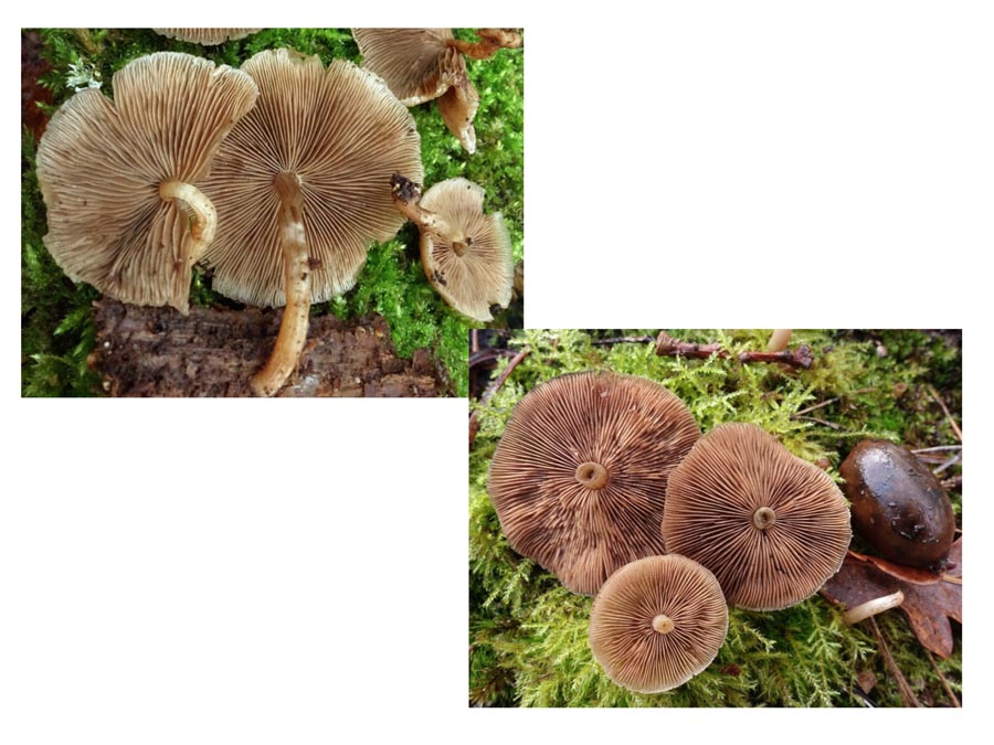 Psathyrella laevissima