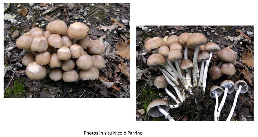 Psathyrella leucotephra