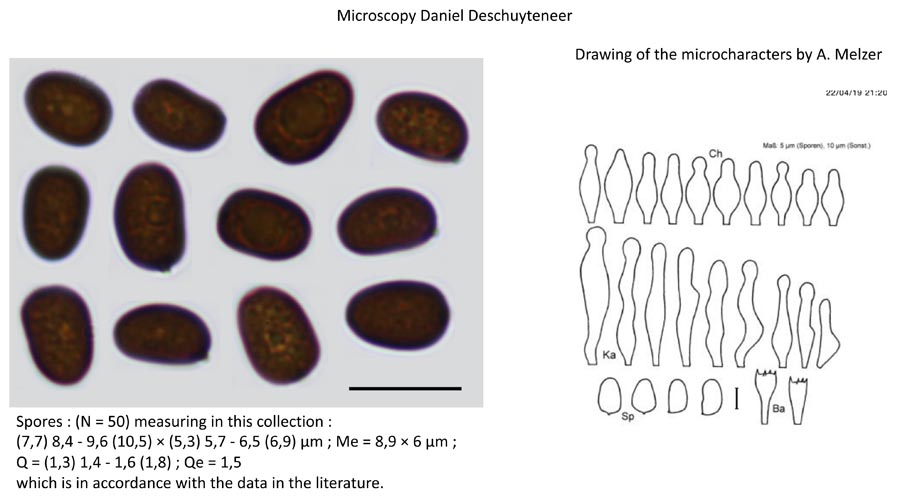 Psathyrella leucotephra