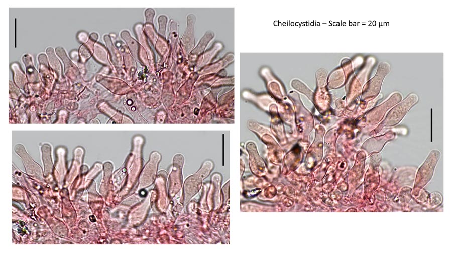 Psathyrella leucotephra