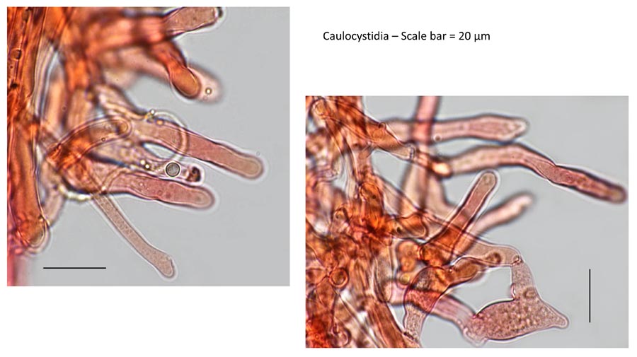 Psathyrella leucotephra