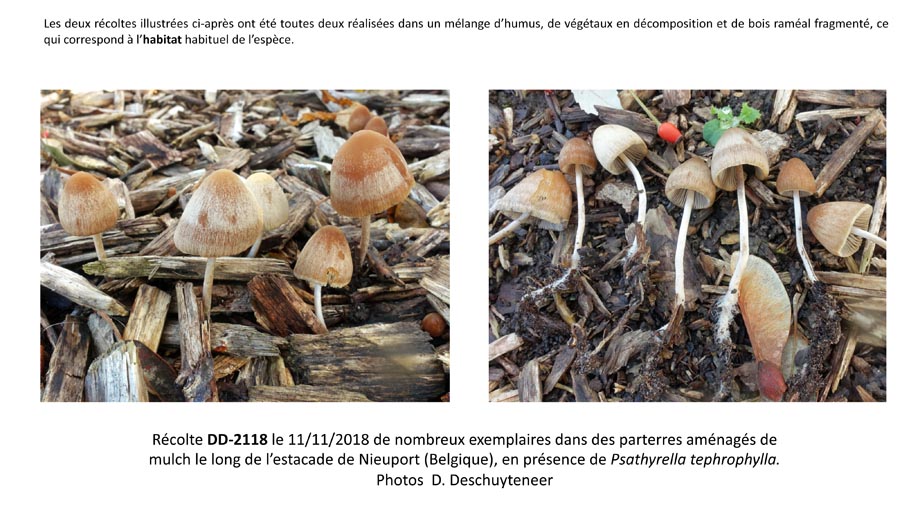 Psathyrella longicauda