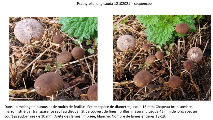 Psathyrella longicauda