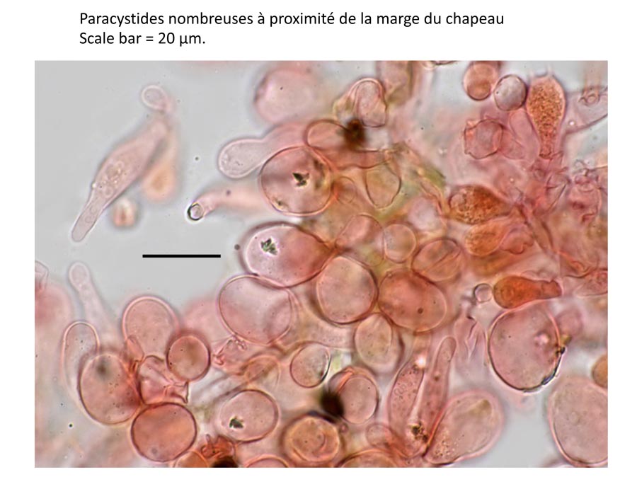 Psathyrella longicauda