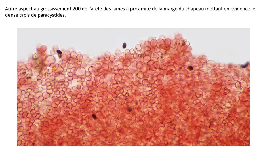 Psathyrella longicauda