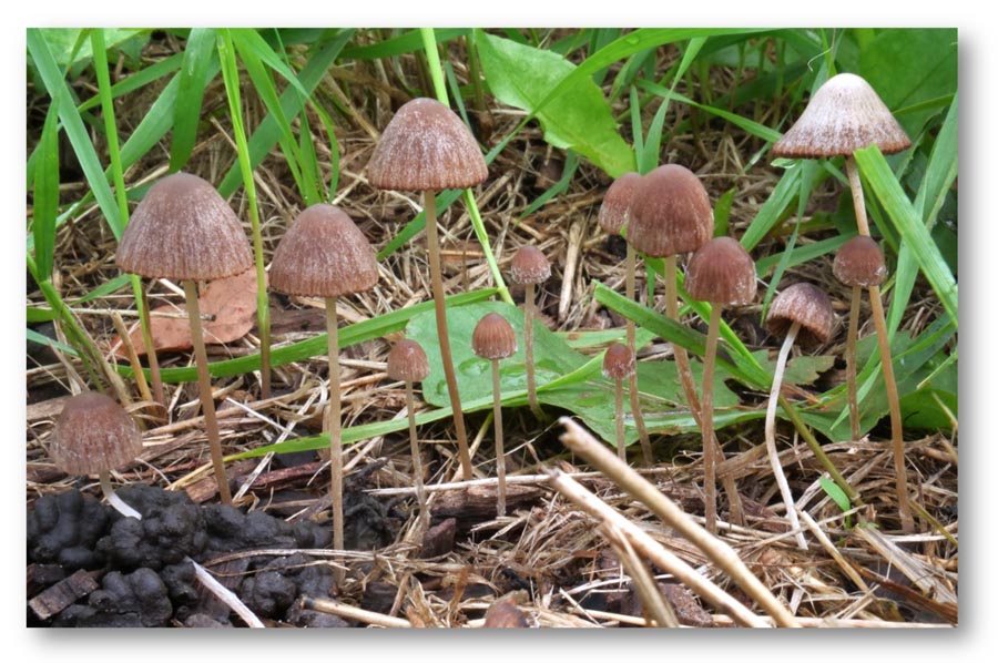 Psathyrella longicauda