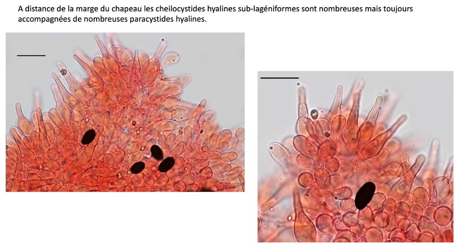 Psathyrella longicauda