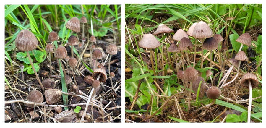 Psathyrella longicauda