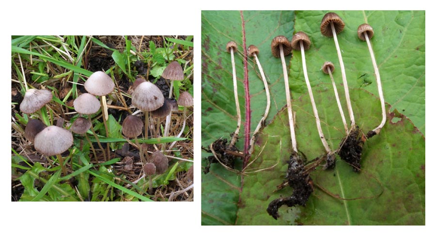 Psathyrella longicauda