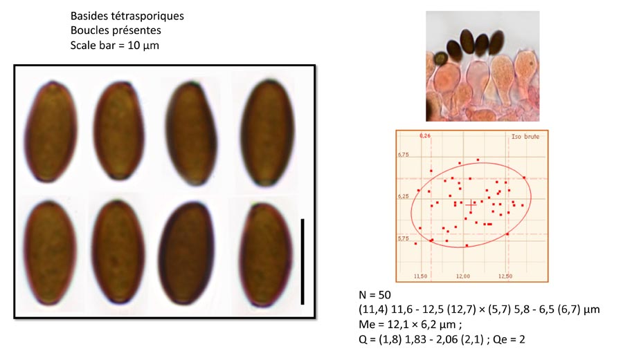 Psathyrella longicauda