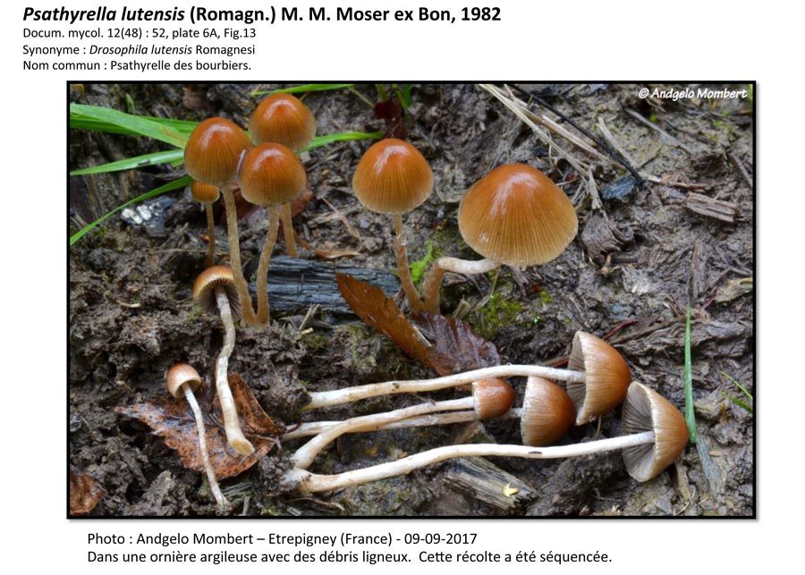 Psathyrella lutensis